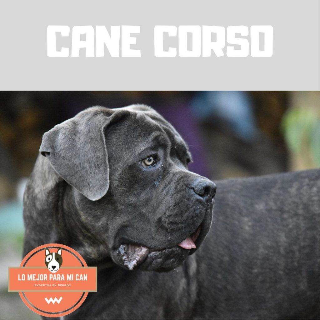 RAZAS DE PERROS GRANDES CANE CORSO