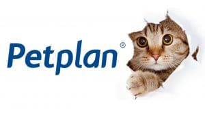 seguro para gatos petplan